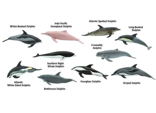 dolphin radar
