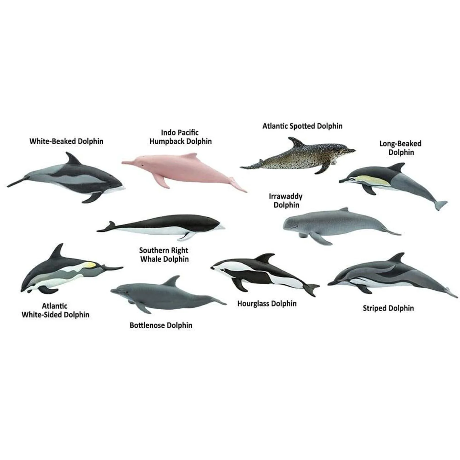 Dolphin Radar: Understanding the Technology Behind Modern Dolphin Detection